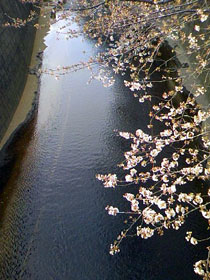 目黒川の桜.jpg